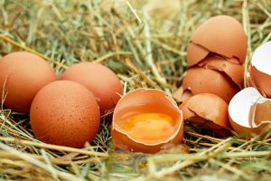 Áremelésre kényszerülnek a tojástermelők a takarmánydrágulás miatt